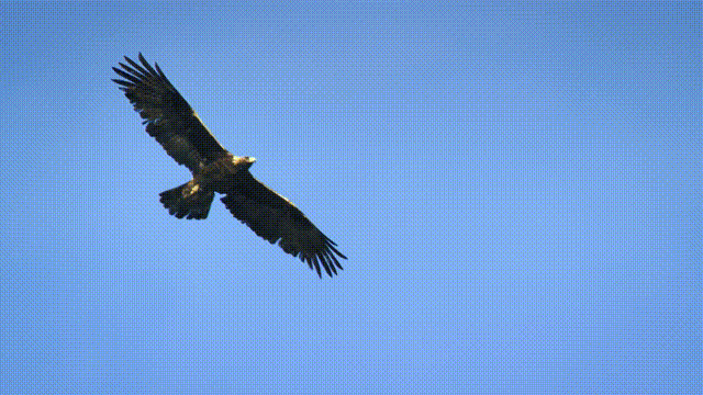 Eagle flying