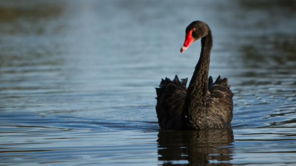 Black Swan