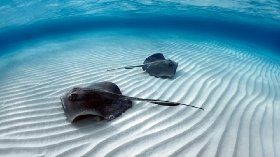 Stingrays on seabed
