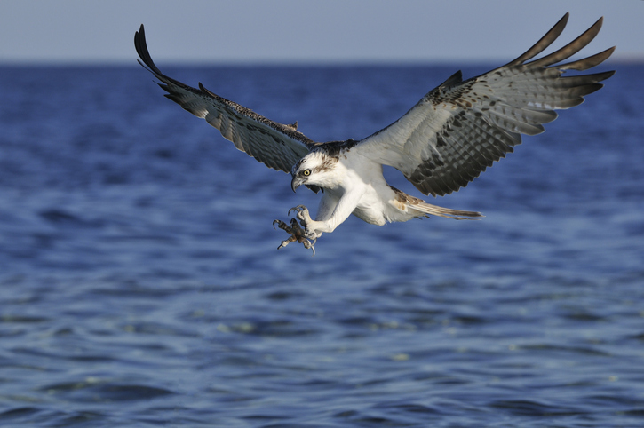 Osprey (Pandion haliaetus)