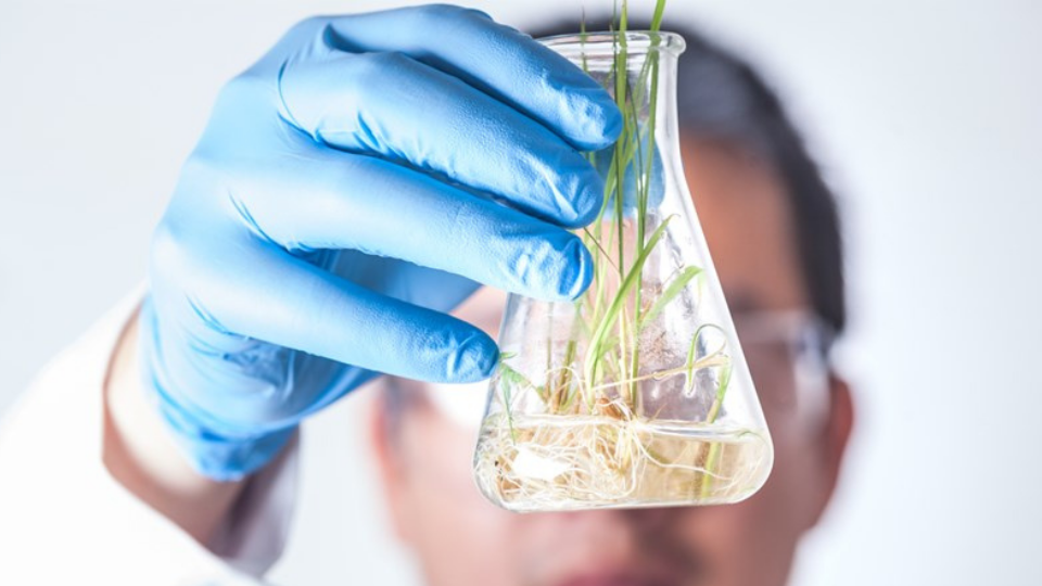 Research with seedling rice seeds in flask