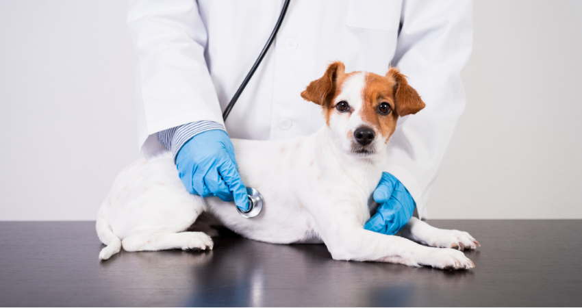 Veterinarian working at a clinic with a Jack Russell dog