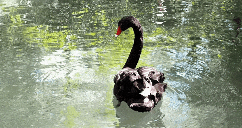 Black swan on water