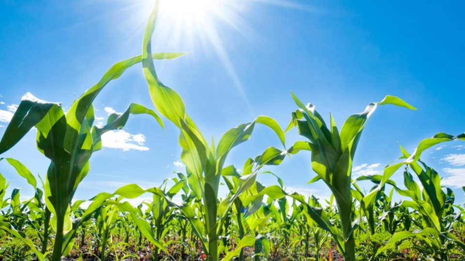 Young crops growing in the sun