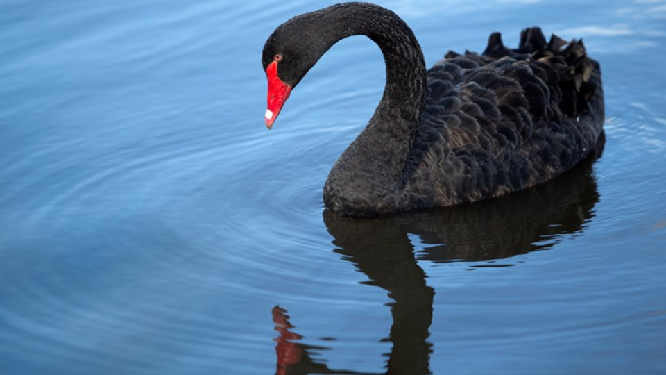 Swan