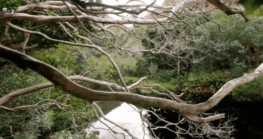 Calm nutrient rich water of Disa Kloof trail dam in valley surrounded by trees